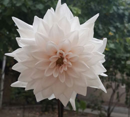 Qoxu Hiss Etmə Möcüzəsi