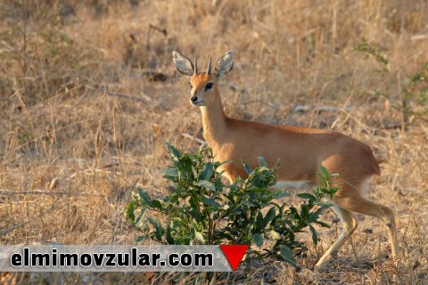 Qoxu yayma metodu ilə aralarında ünsiyyət quran canlılar
