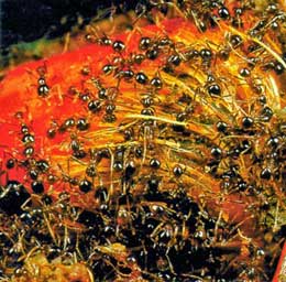 Qarışqa koloniyası