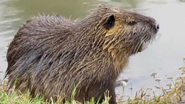 Dəniz qunduzlarının bənzərsiz xüsusiyyətləri