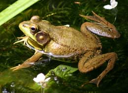 Qurbağaların tullanma qabiliyyəti