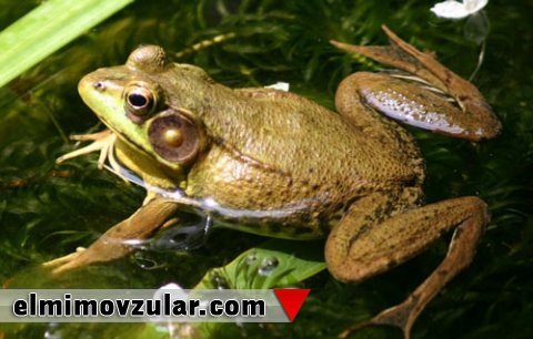 Qurbağanın maddələr mübadiləsi yeni müalicələrə ilham mənbəyi olur