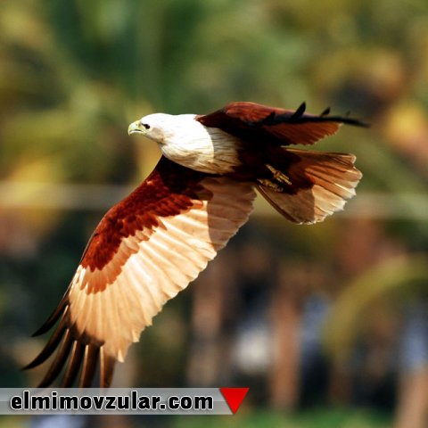 Quş lələyindəki qeyri-adi dizayn 