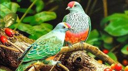 “Quşbeyin” deyib keçməyin  