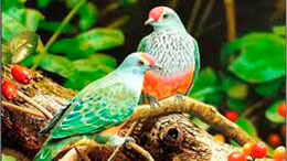 Quşların köçündə maraqlı məqamlar