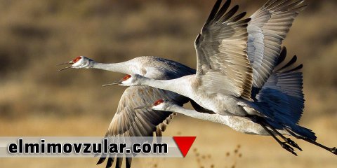 Quşların havada süzmə texnologiyası