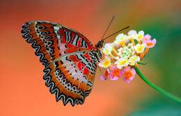 Təkamül nəzəriyyəsi rəngləri açıqlaya bilmir