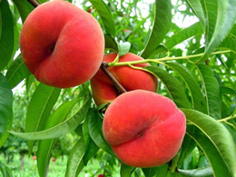 Şaftalı möcüzəsi. Sağlamlığınız üçün faydalı məlumatlar.