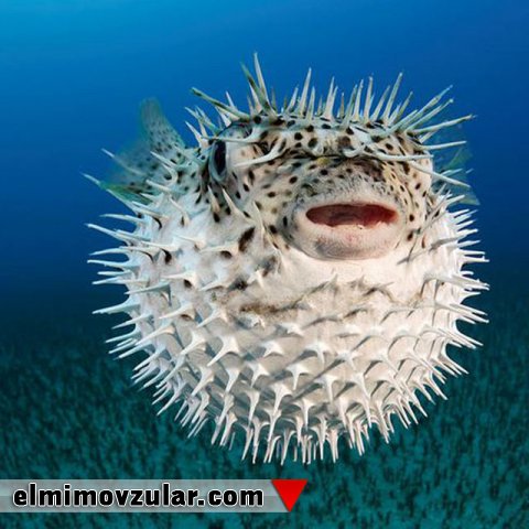 Şar kimi şişərək özlərini müdafiə edən kirpi balıqları