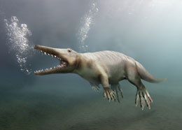 Ambulocetus natans: pəncələrinə pərdə keçirilən saxta balina