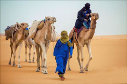 Səhraların möcüzəvi canlısı olan dəvə elmə ilham verir 