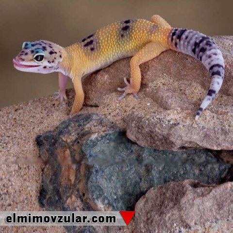 Sıçrayan kərtənkələlər