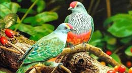 "Quşbeyin" deyib keçməyin