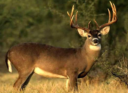 Bitkilərin qida dəyərini hesablayan şimal maralları