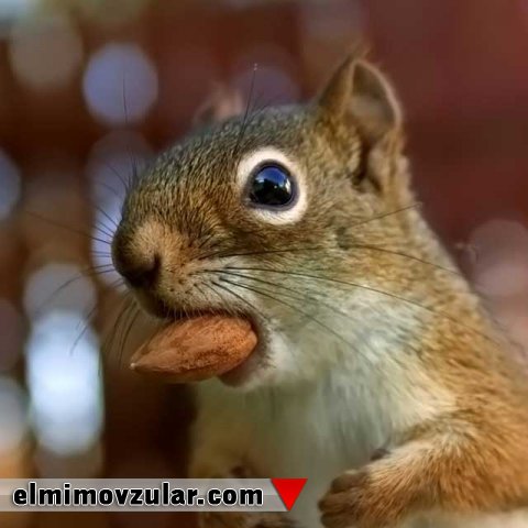 Sincabların həssas duyğuları