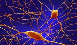 Sinir hüceyrələri nə üçün enerjiyə qənaət edirlər?