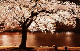 Soyuqdan təsirlənməyən yarpaqlar