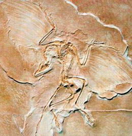 Arxeopteriksin quşların əcdadı olmadığı bir daha sübut edildi