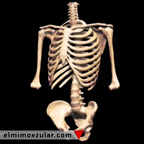 Sümüklərdəki möhkəm qəfəs sistemi