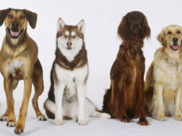 Süni seçmə, seleksiya nə üçün təkamülə dəlil deyil?