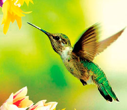 Texnologiya təbiəti təqlid edir