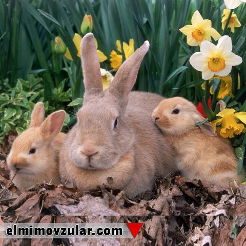 Təhlükə Siqnalı Verən Canlılar