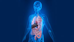 Orqanizmdəki qüsursuz təhlükəsizlik sistemi