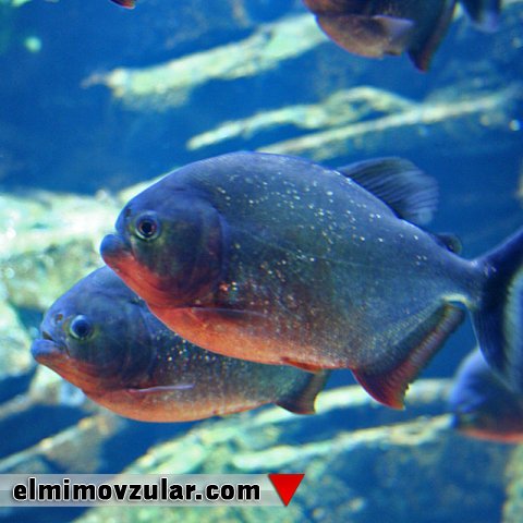 Təmizləyici piranalar