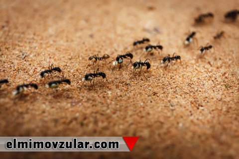 Texnologiyaya ilham qaynağı olan canlılardan nümunələr 