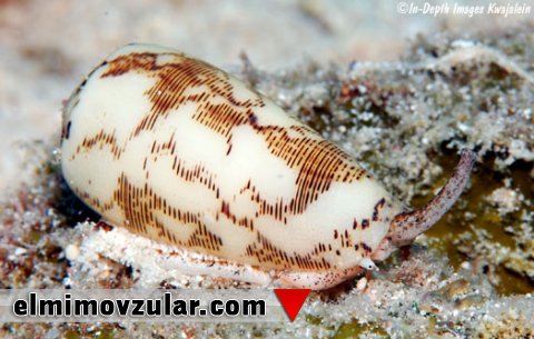 Tilov atan dəniz ilbizi