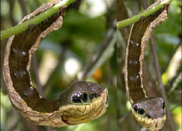 İlanı təqlid edən tırtıl (Hemeroplanes Triptolemus)
