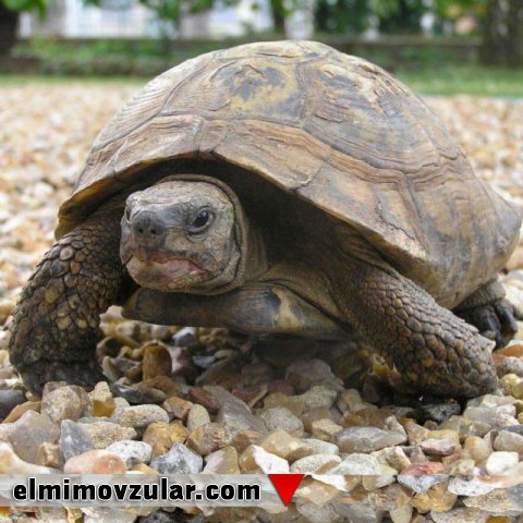 Tısbağaların güclü zirehləri