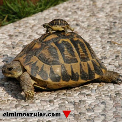 Tısbağaların güclü zirehləri