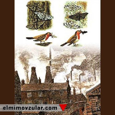 Tozağacı qarışqası kəpənəkləri ilə bağlı hərəkətverici seçmə nümunəsindəki saxtakarlıq