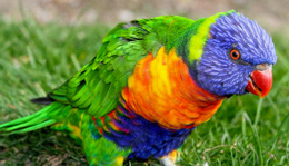 Quşlarda başa düşmə və öyrənmə qabiliyyəti