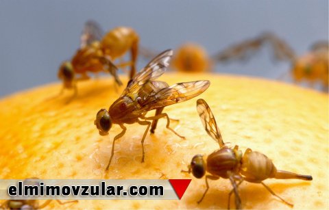 Uçuş naviqasiya sistemi olan meyvə milçəyi