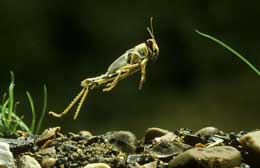 Həşəratların üstün uçma sistemləri