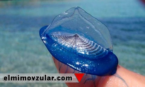 Velella velella 