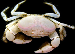 Səs-küy çıxaran xərçənglər