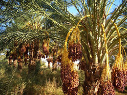 Quranda diqqət yönəldilən xurma