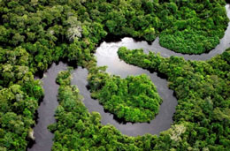 Yağış meşələri