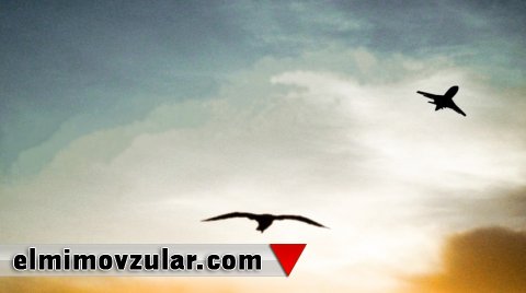 Yanacağa daha çox qənaət etmək üçün təyyarələr quşlara bənzəməlidir