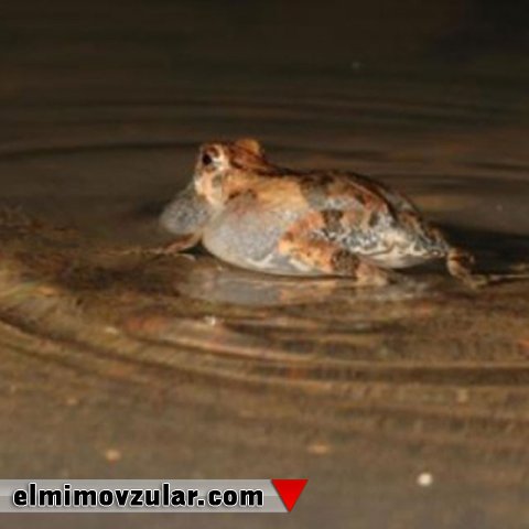 Yarasalar su dalğaları əsasında qurbağaları tuturlar