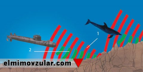 Yarasaların və delfinlərin istifadə etdiyi sonar sistemi və ultrasəs tibb aləminə istiqamət verir