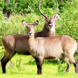 Doğum zamanı bir-birinə kömək edən heyvanlar