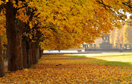 Payızda yarpaqların tökülməsindəki hikmətlər 