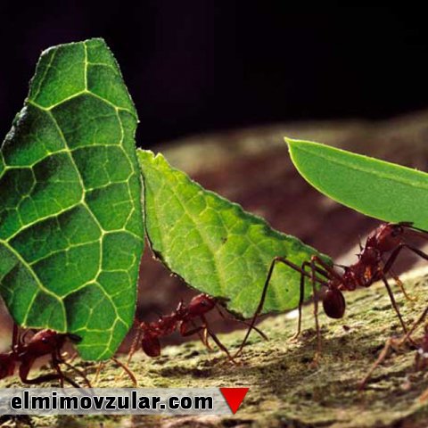 Yarpaq kəsən qarışqalar: Attalar 