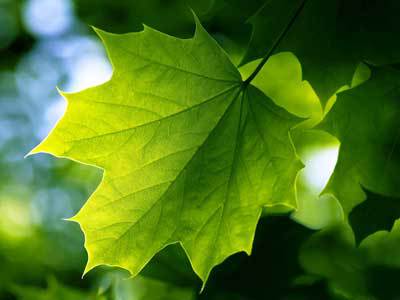 Yarpaqlardakı mikroskopik fabrik