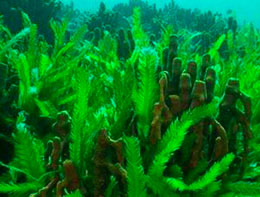 Yaşıl enerjidə yosun dövrü başladı