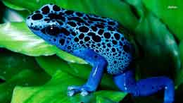 Yataraq həyatda qalan canlilar